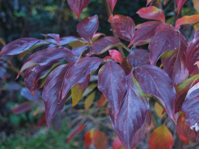 Flowering Dogwood