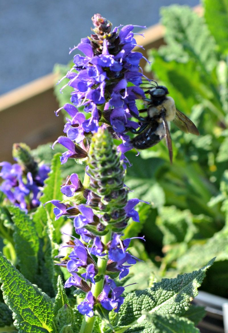 Flowering sage supports pollinators, not a guaranteed pest barrier