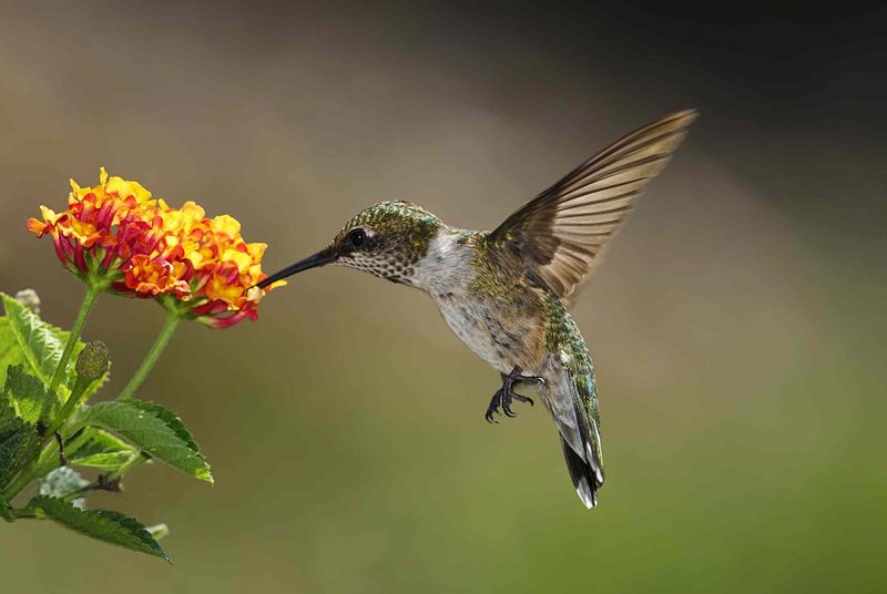 Flowers Provide More Than Feeder Energy
