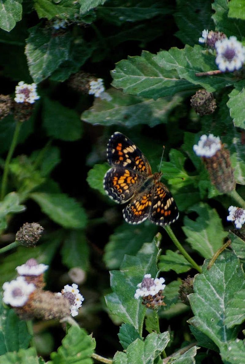 Flowers support pollinators but change the lawn tradeoff