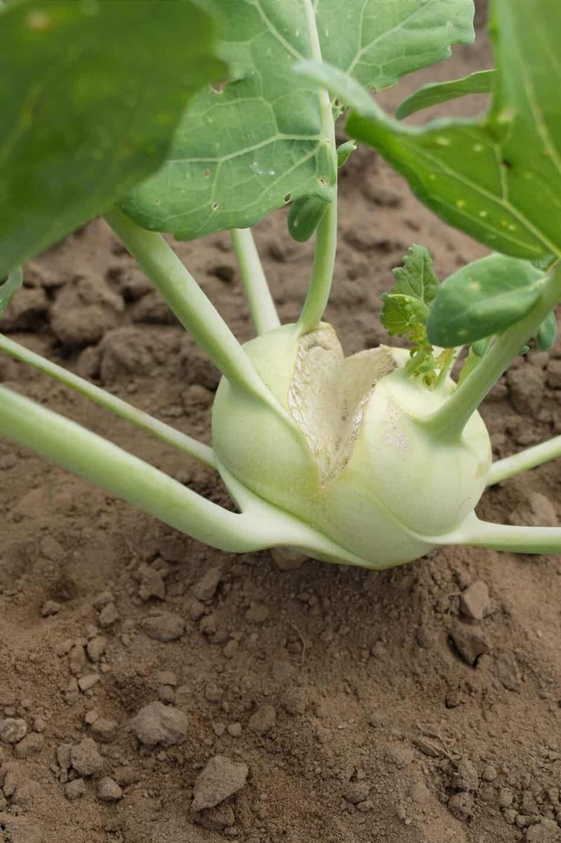 Fluctuating moisture can contribute while the stem enlarges