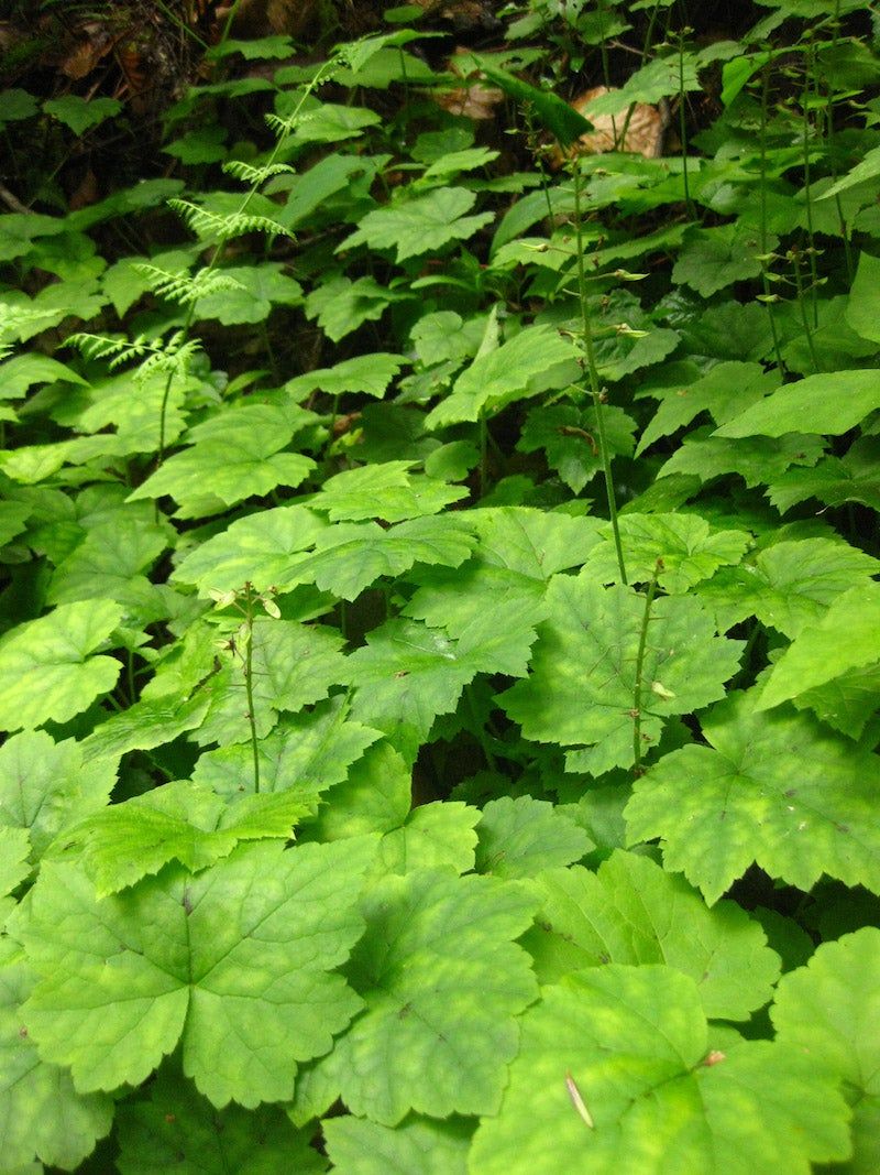 Foamflower