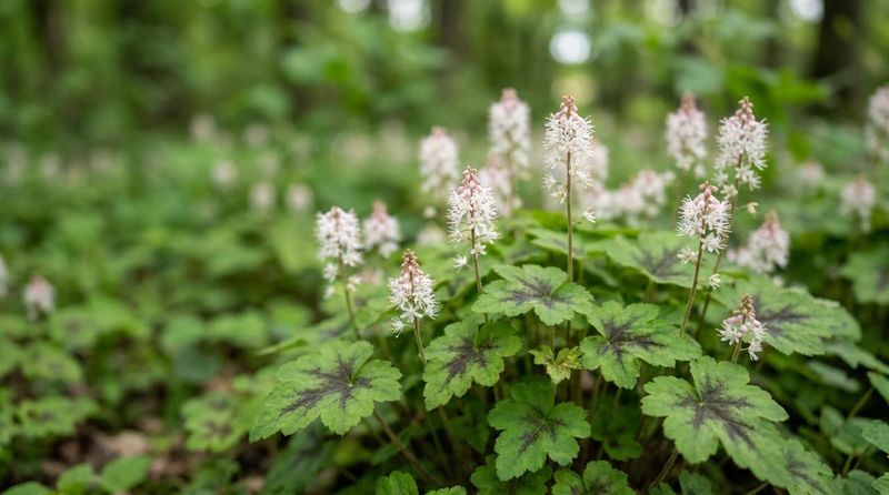 Foamflower (Tiarella cordifolia)