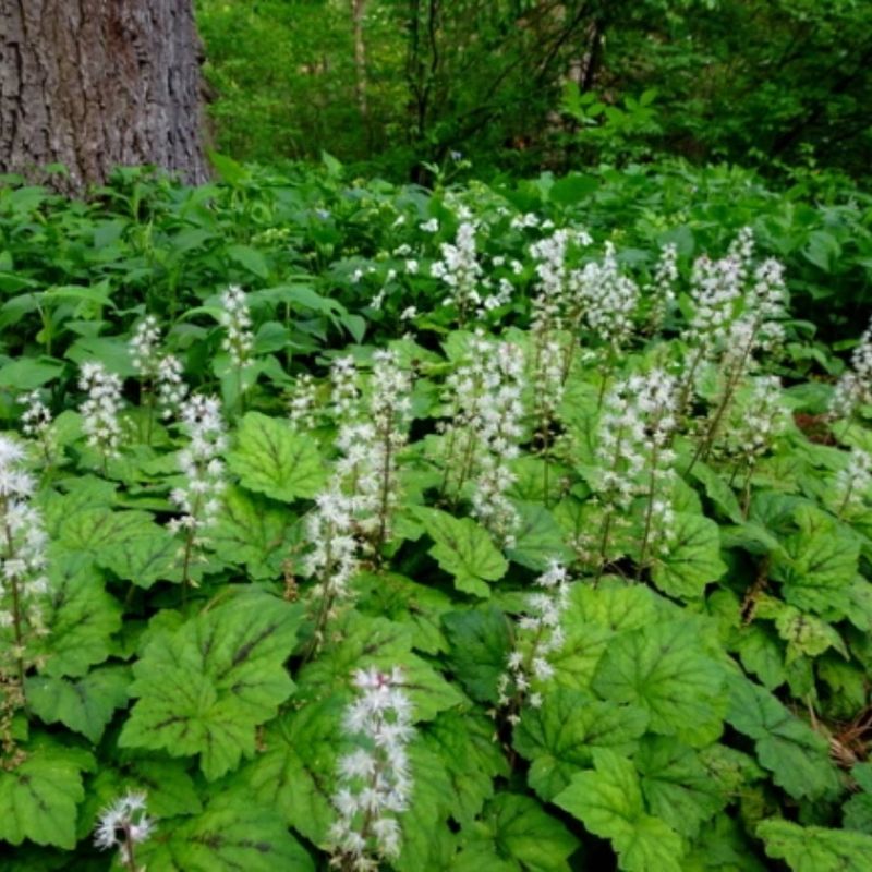 Foamflower (Tiarella cordifolia)