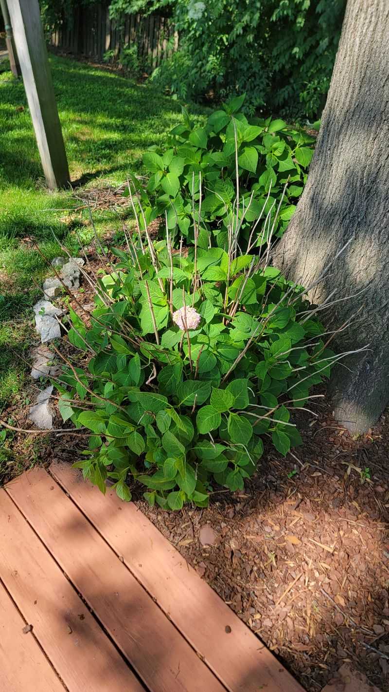 Follow a Conservative Bloom-Recovery Checklist