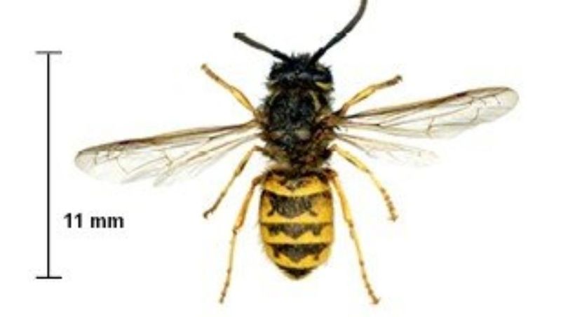 Follow a layered plan and leave harmless wasps alone