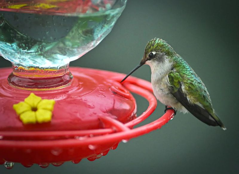 Follow the evidence before you move the feeder again