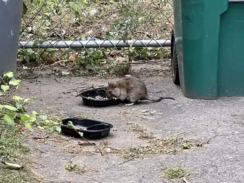 Food, shelter, and access keep rats using a yard Food, shelter, and access keep rats using a yard