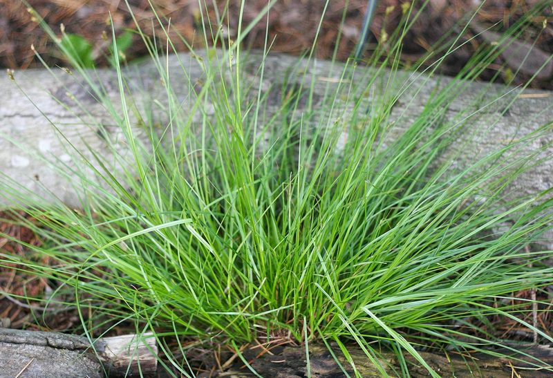 Foothill Sedge (Carex tumulicola)