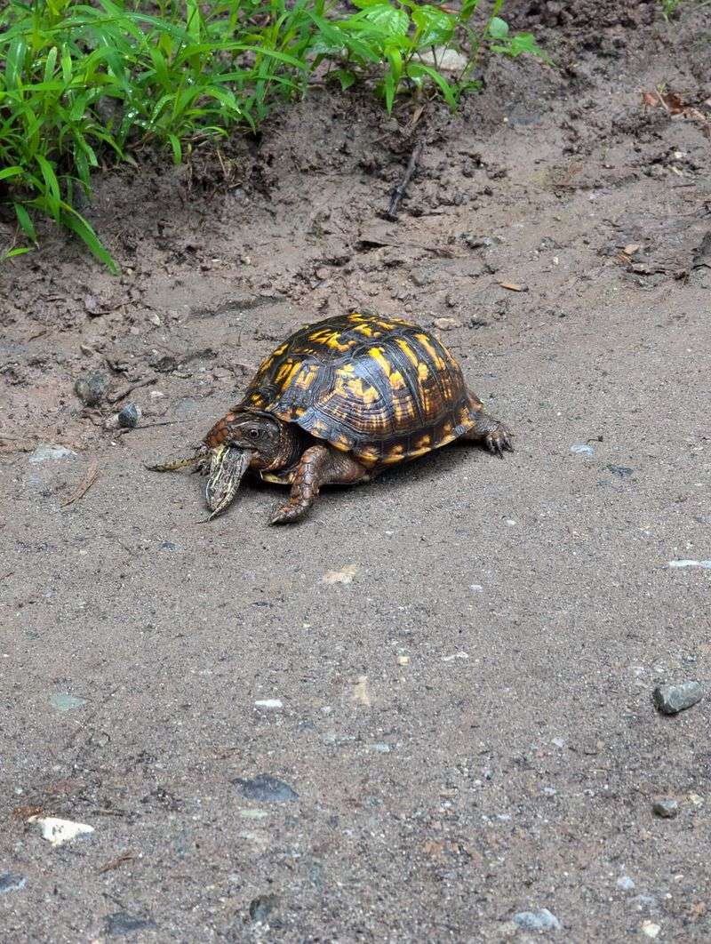 For a Healthy Turtle, Leave It Alone