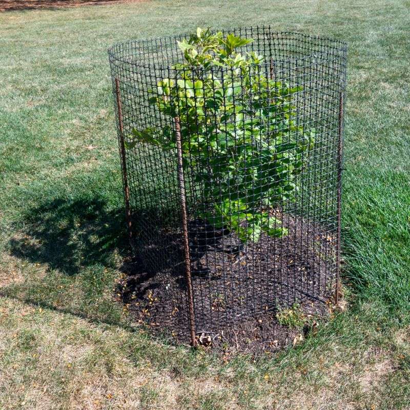 For one shrub, build a cage that blocks the foliage—not just the trunk