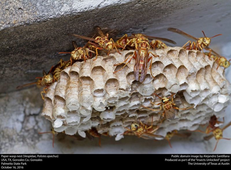 For social wasps, fall activity often reflects a mature colony