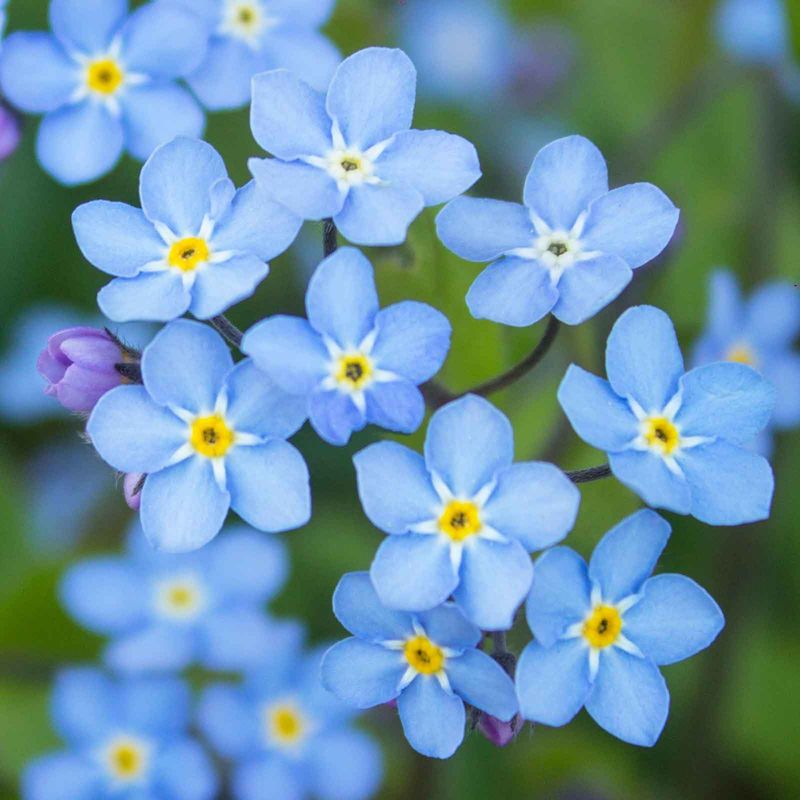 Forget-Me-Not