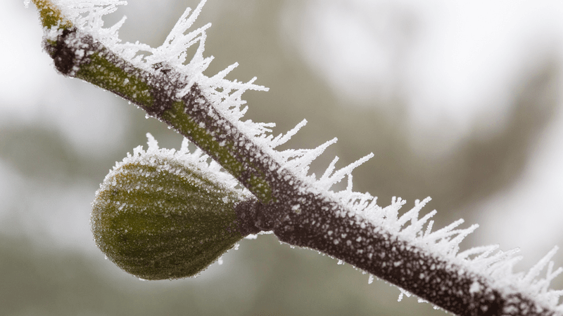 Freeze injury can reduce fruiting months before harvest