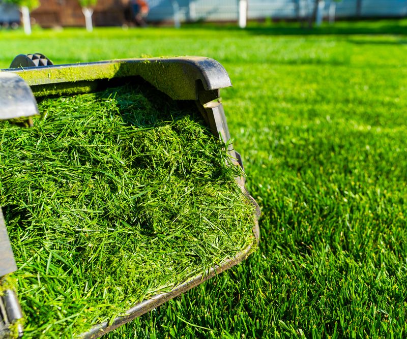 Frequent Lawn Feeding And Fast Growth Frequent Lawn Feeding And Fast Growth