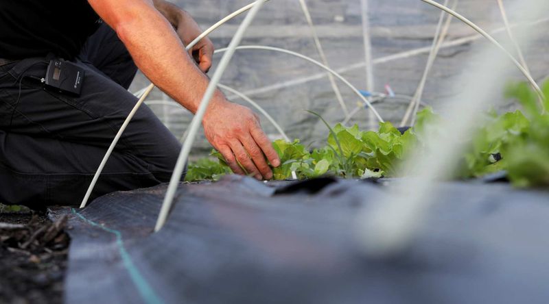 Frequent planting exposes fabric’s maintenance and removal problems