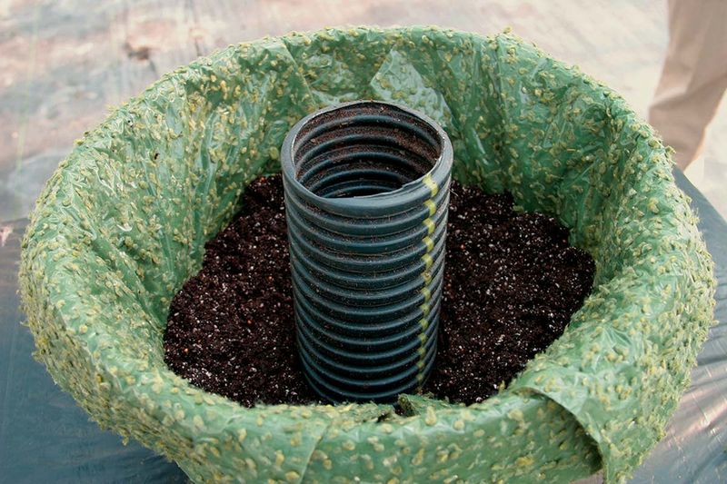 Frequent watering can still leave the root ball dry