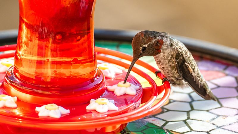 Fresh nectar and clean parts protect hummingbirds