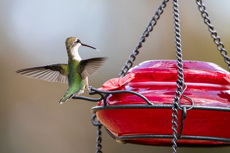 Fresh nectar feeders kept clean