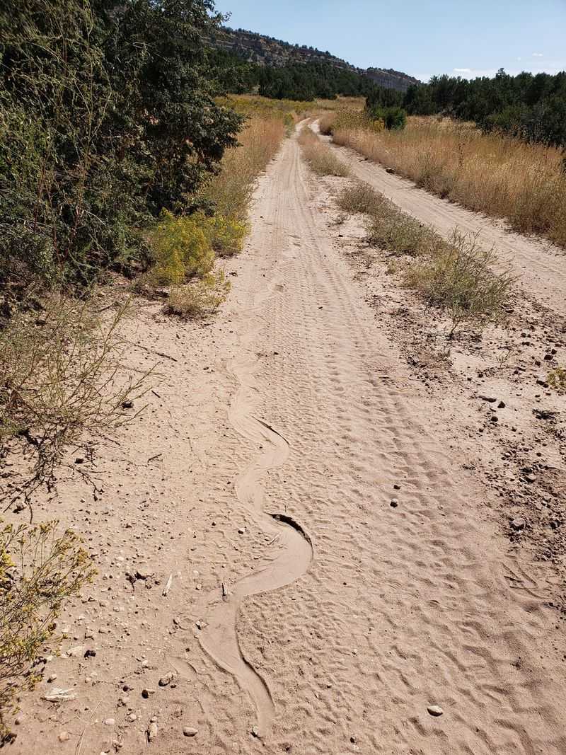 Fresh tracks can show a recent crossing