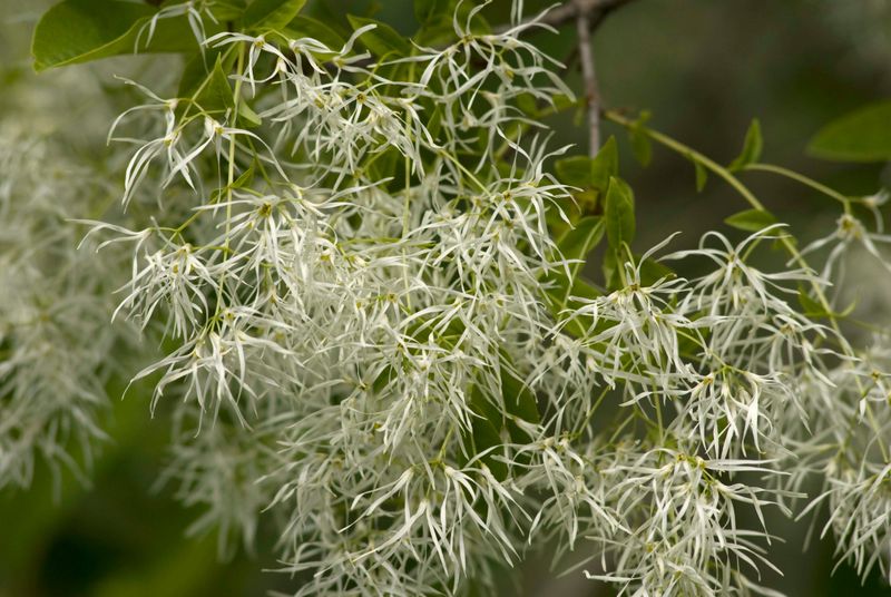 Fringe Tree