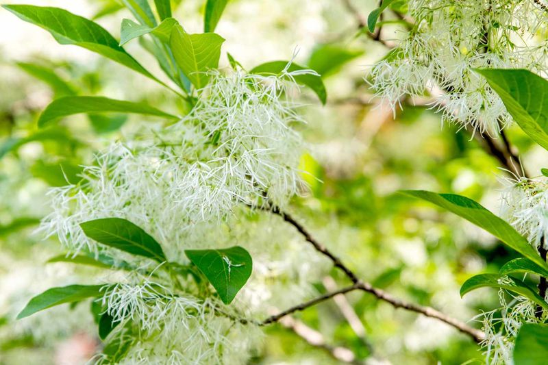 Fringe Tree