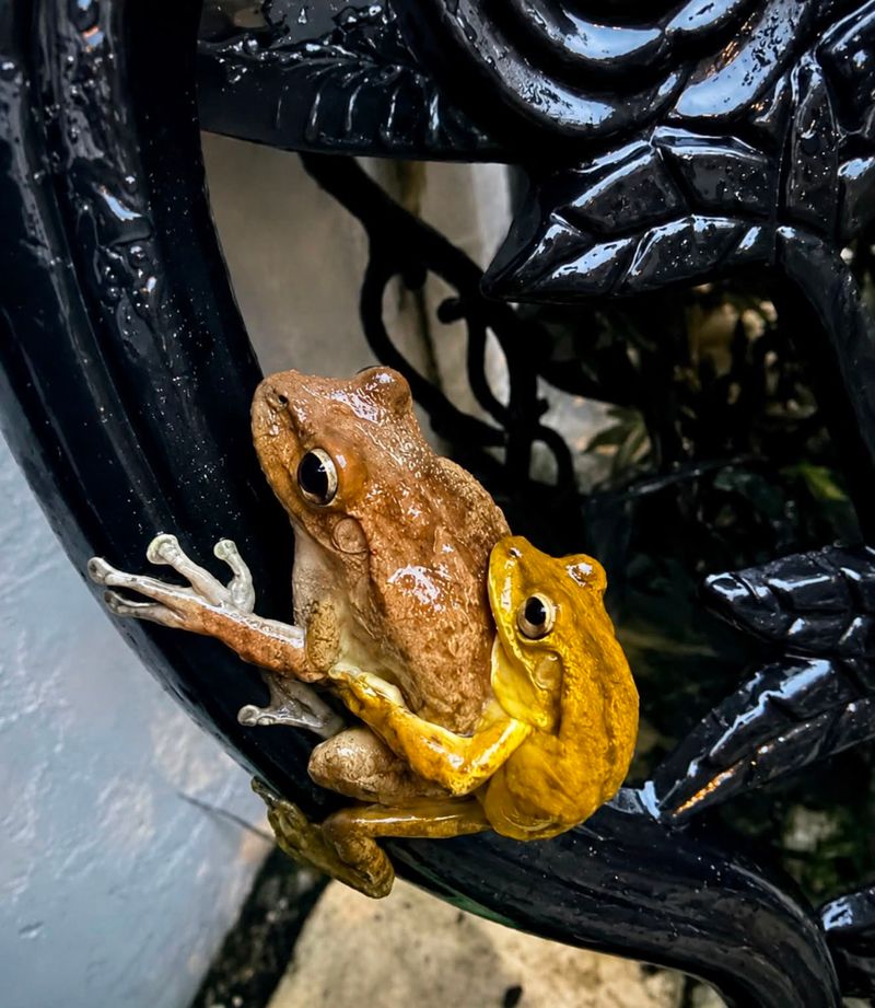 Frog and Lizard Hotspots Around Pool Lights