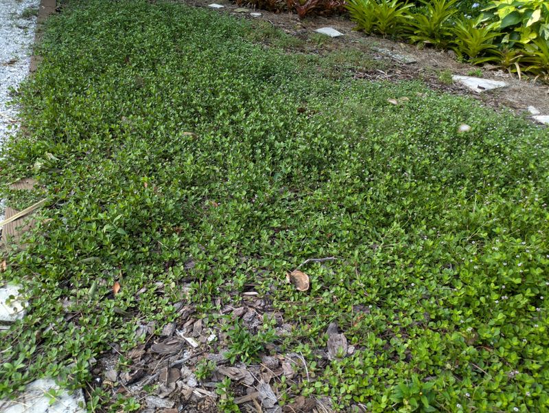 Frogfruit as a Living Lawn Edge