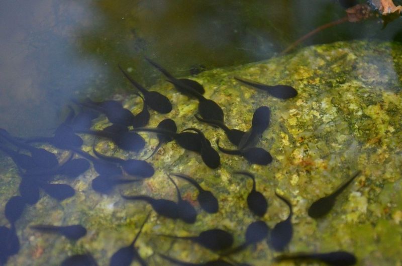 Frogs, Tadpoles, and Small Fish Packed Into Shallow Water