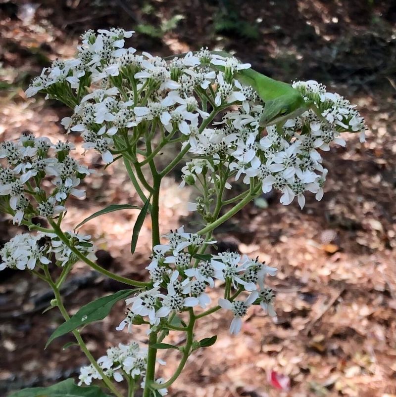 Frostweed
