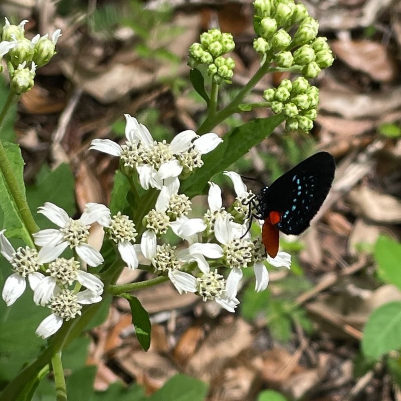 Frostweed