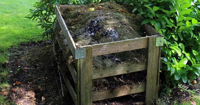 Fruit Drop, Compost Scraps, and Messy Yard Edges Fruit Drop, Compost Scraps, and Messy Yard Edges