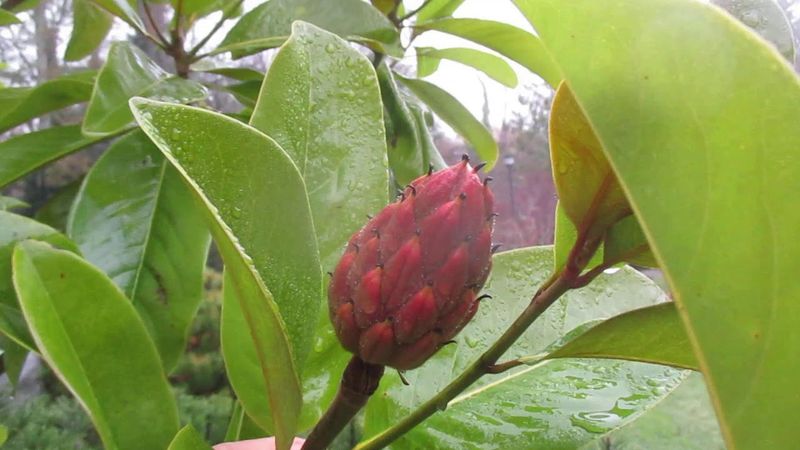 Fruit production does not grade the tree’s health