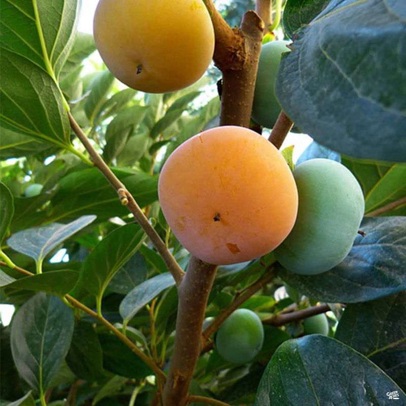 'Fuyu' Persimmon
