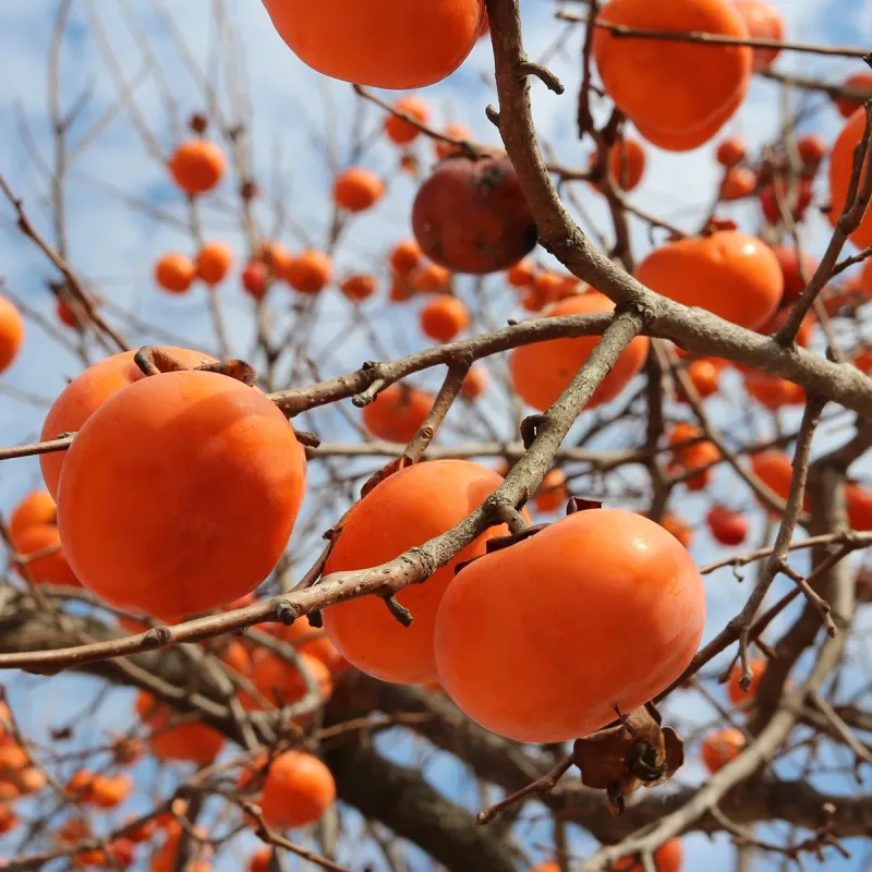 Fuyu Persimmon Fuyu Persimmon