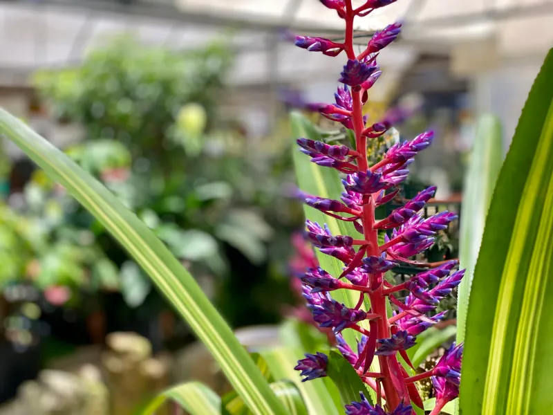 Galloway Farm Nursery