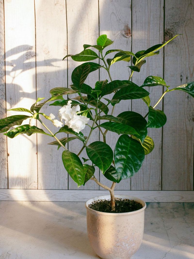 Gardenia