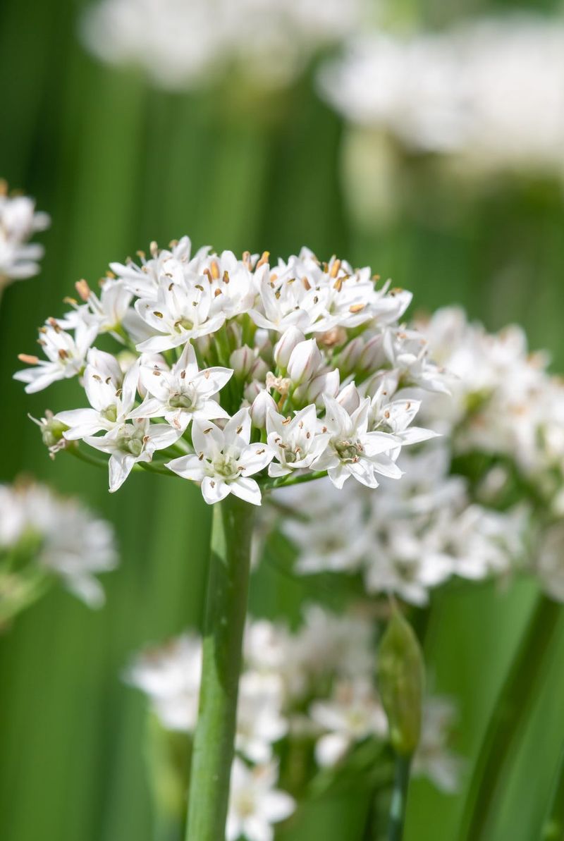 Garlic Chives