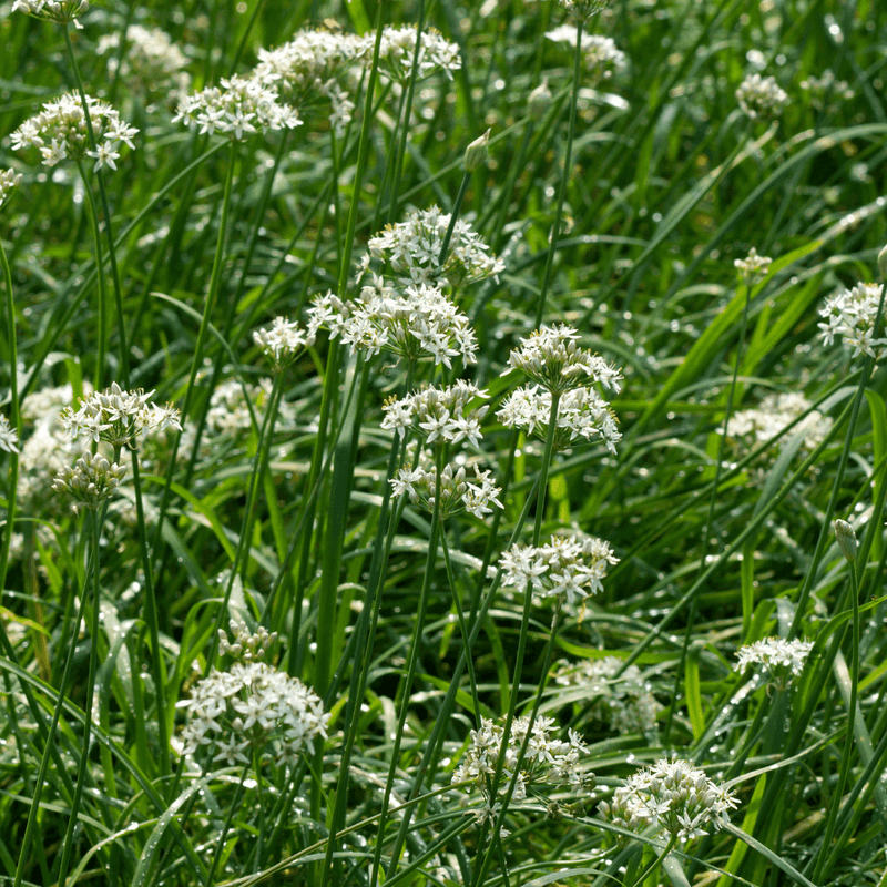Garlic Chives