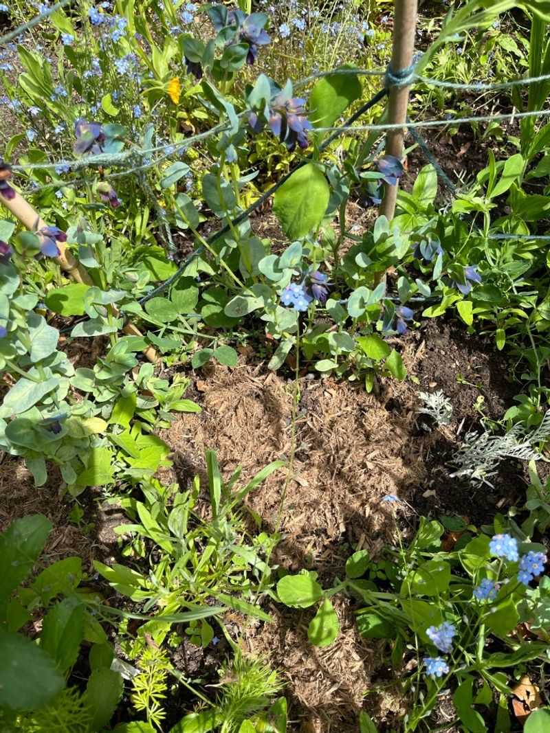 Gather several clues before you treat the yard
