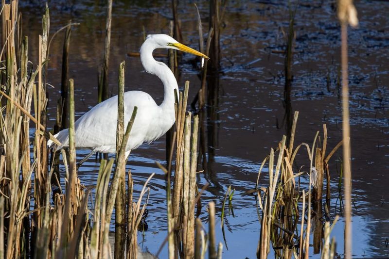 Giant Bulrush
