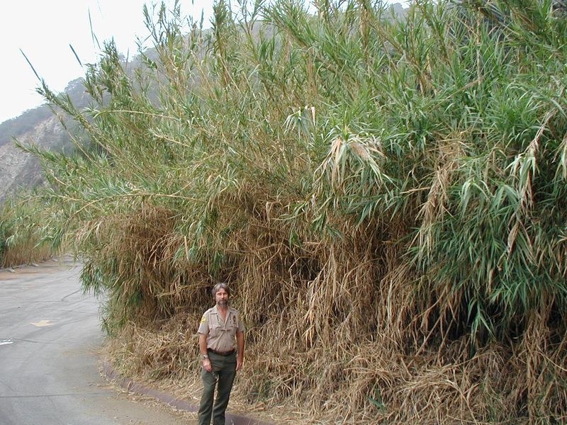 Giant Reed Giant Reed