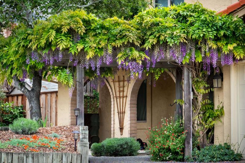 Give American wisteria sun, moisture, and a support built for weight