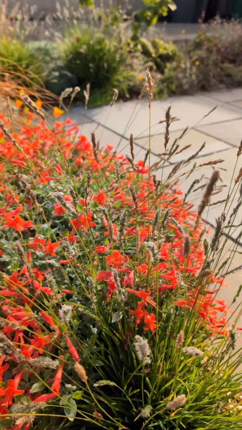 Give California fuchsia a sunny edge where it can spill