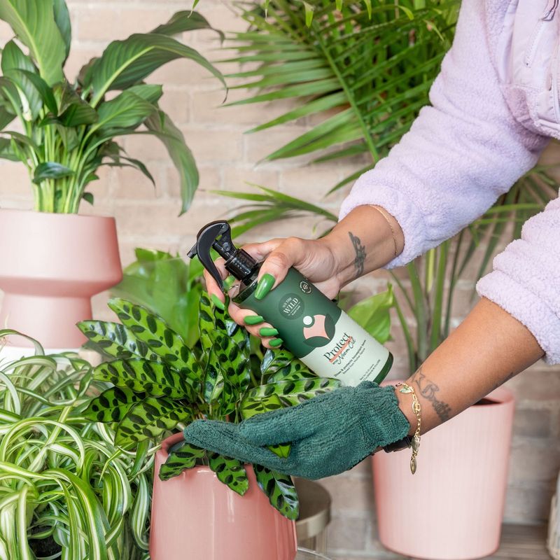 Give Everything a Preventive Neem Oil Treatment
