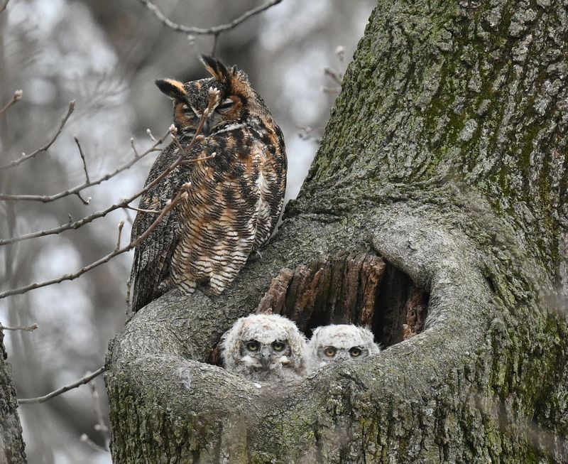 Give Great Horned Owls space instead of trying to remove them Give Great Horned Owls space instead of trying to remove them