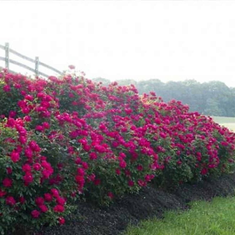 Give Roses Full Sun and Room to Breathe