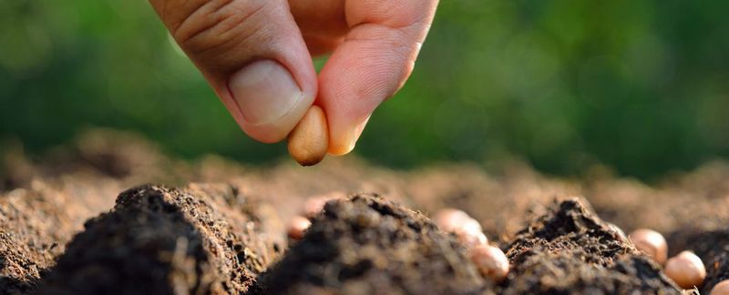 Give Seeds a Moist, Loose Start Give Seeds a Moist, Loose Start