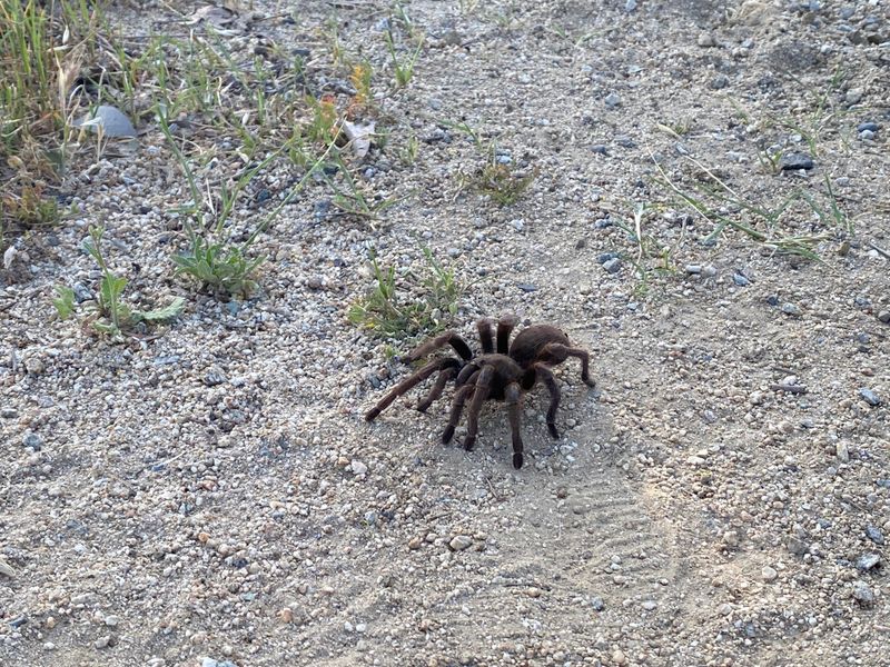 Give a passing tarantula room to continue Give a passing tarantula room to continue