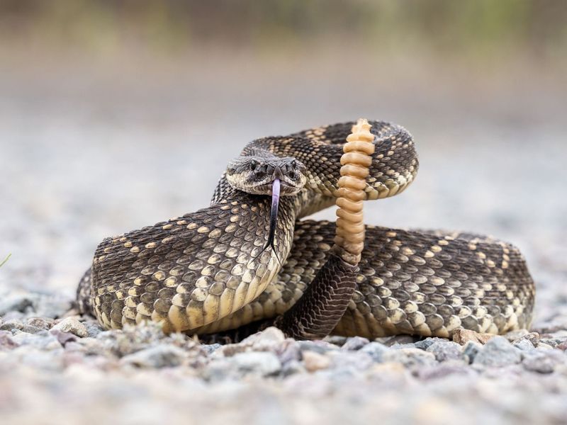 Give a rattlesnake space and treat bites as emergencies
